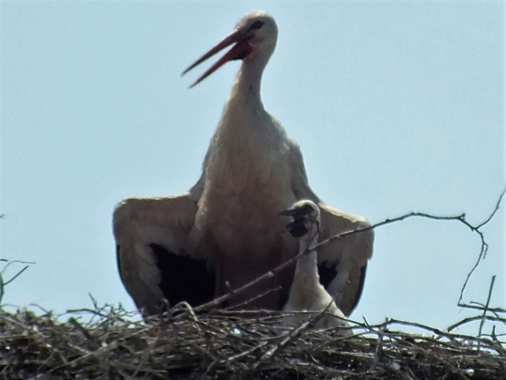 Grubnitz 2013 H365 gibt Sonnenschutz .JPG