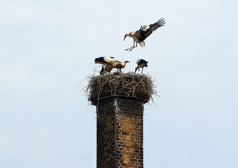 17.07. 26 6 Junge in Seifertshain.JPG