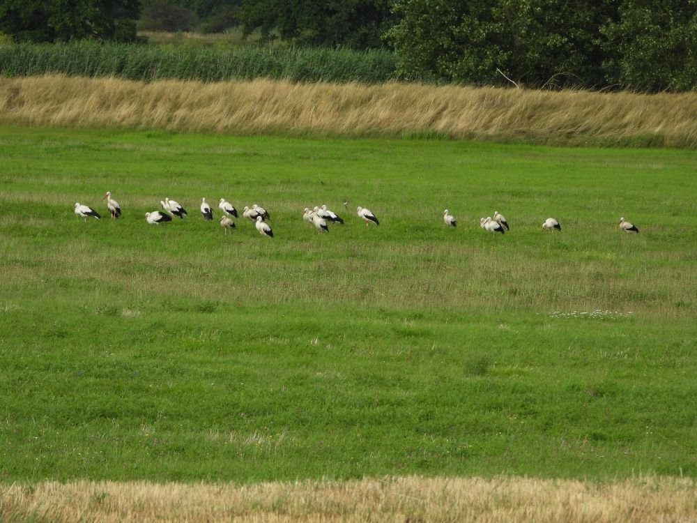 22.07.26 bei Kpllenbey.JPG