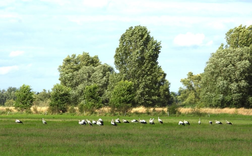 22.07. 26 28 störche bei Kollenbey.JPG