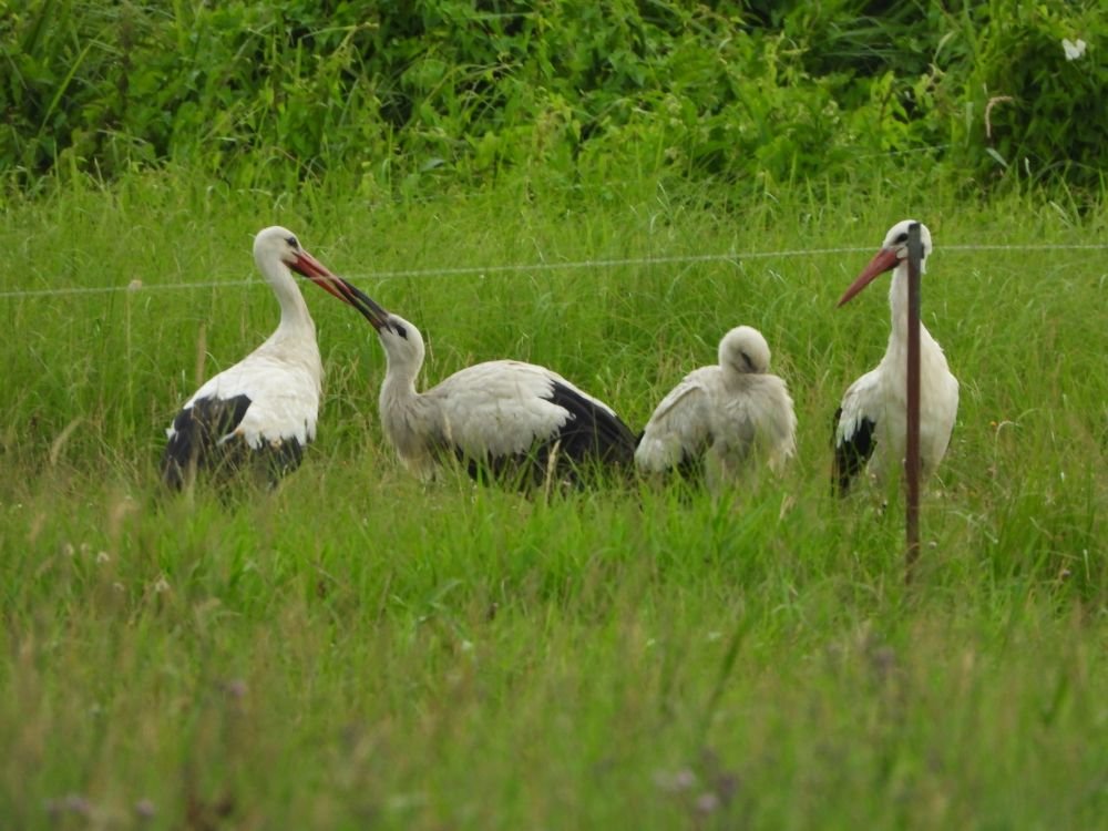 17.07.Familie bei Kollenbey.JPG