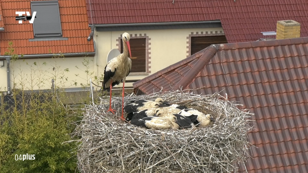 6 Jungstoerche in einem Nest_Beringung.png