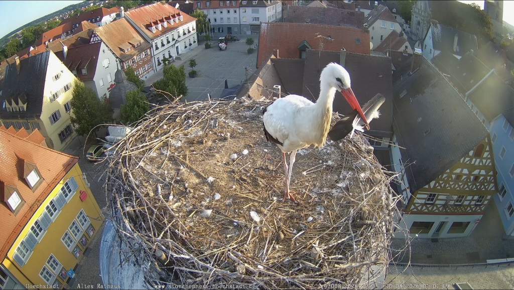 Hoechstadt_Storch_nur_1Fuss.png