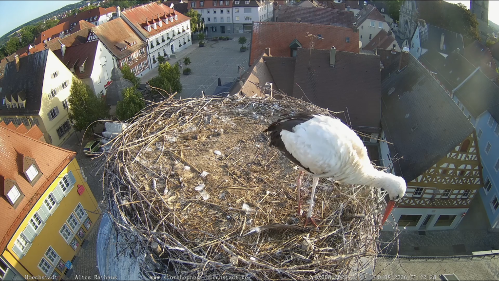Hoechstadt_Storch_nur_1Fuss_2.png