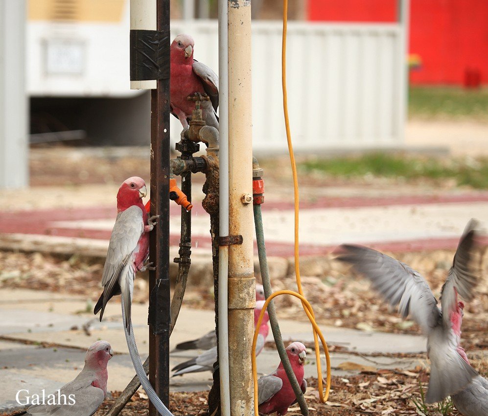 galahs1.jpg