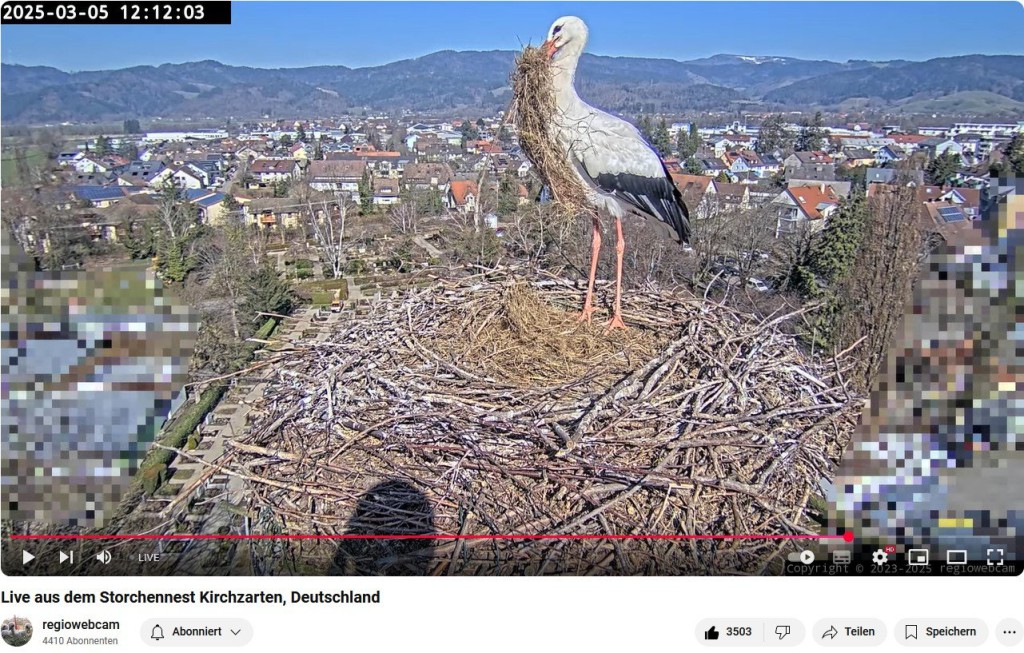Klaus klaut mal wieder Nistmaterial ...