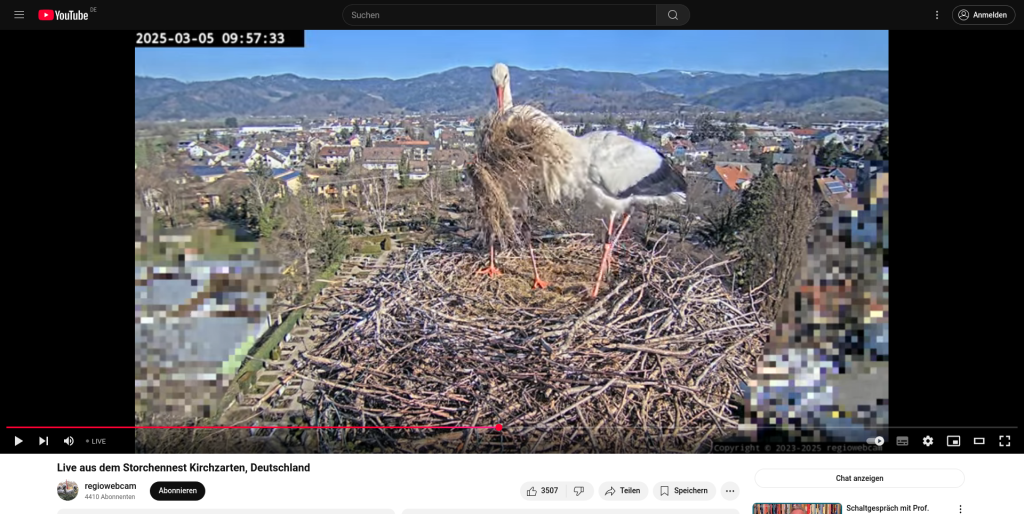 Edgar kommt mit einer Mega-Menge Heu im Nest an.