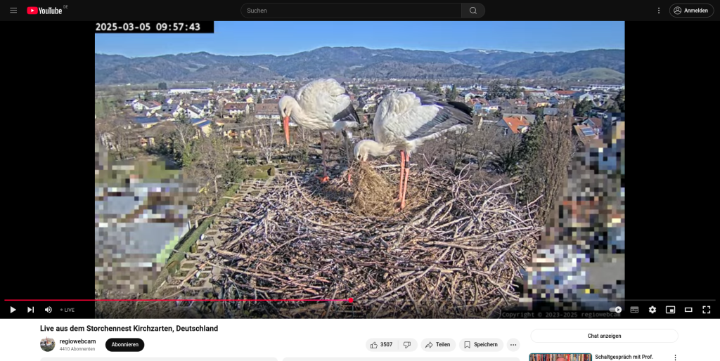 Das Heu wird im Nest eingebaut.