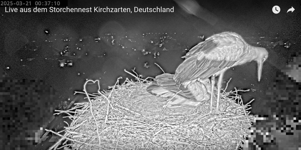 Ulla legte das Ei um ziemlich genau 0:37 Uhr. Zwischen ihren Beinen war es kurz sichtbar.