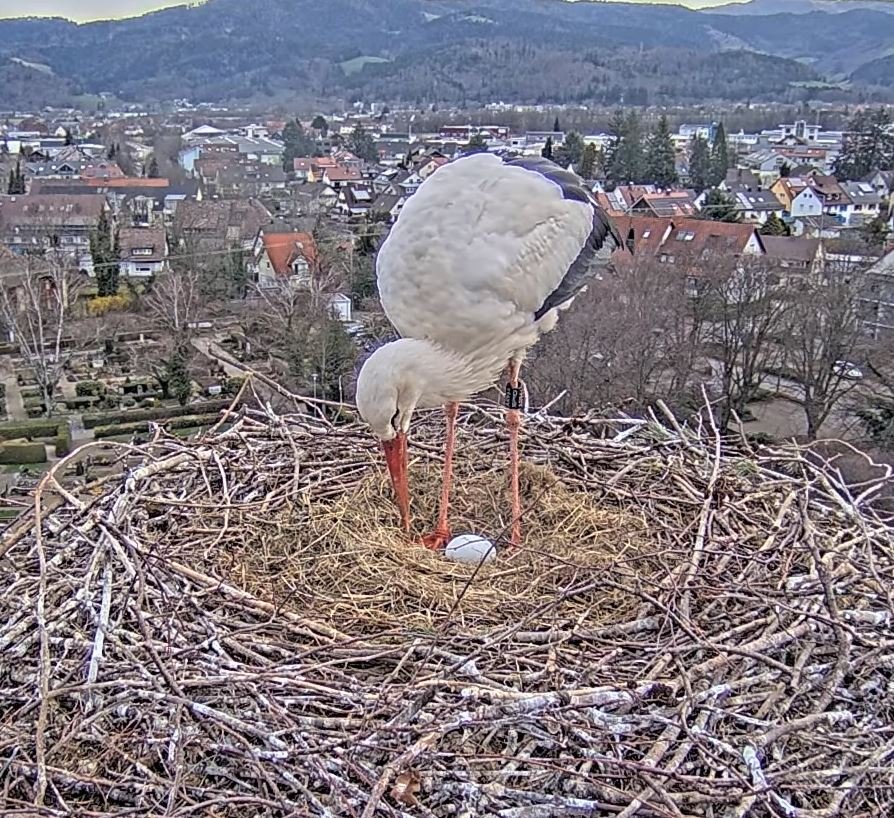 Am Morgen nach dem Legen des ersten Eis wird es vorsichtig im Nest bewegt und vor allem das Heu drum herum gelegt.