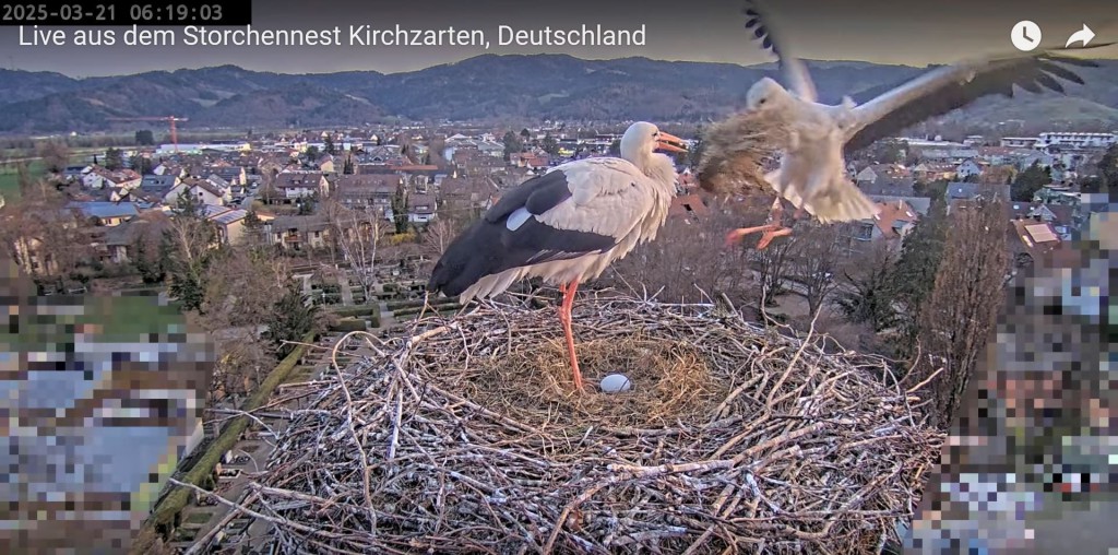 Edgar bringt neues Nistmaterial ...